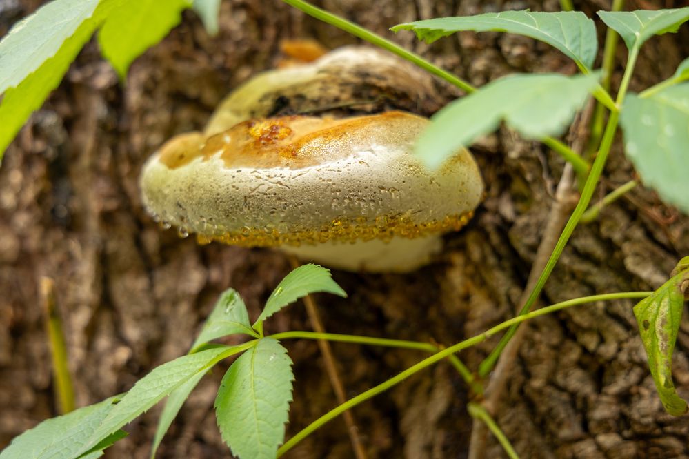 Фотография автора Светлана Поливанова