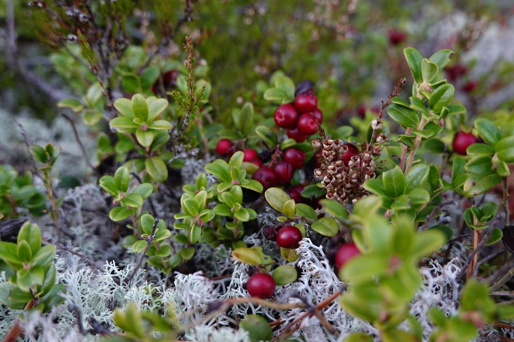 Photograph by Светлана Каравайская
