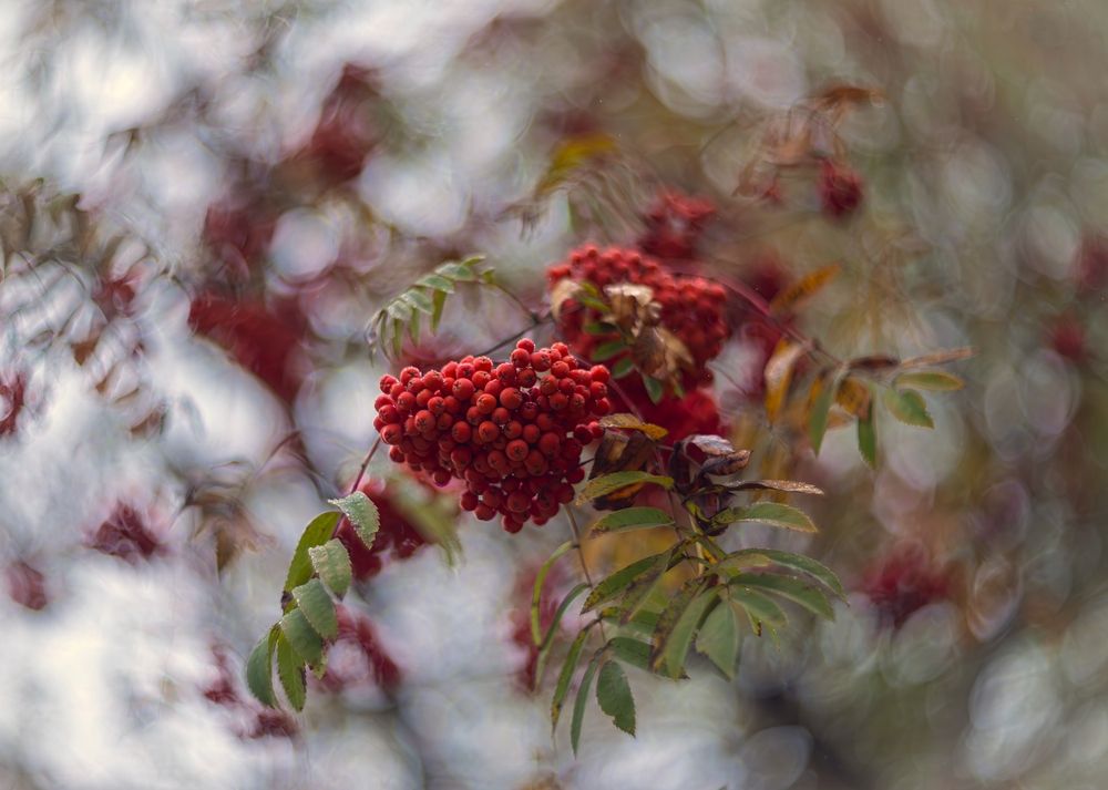 Photograph by Сергей Басов