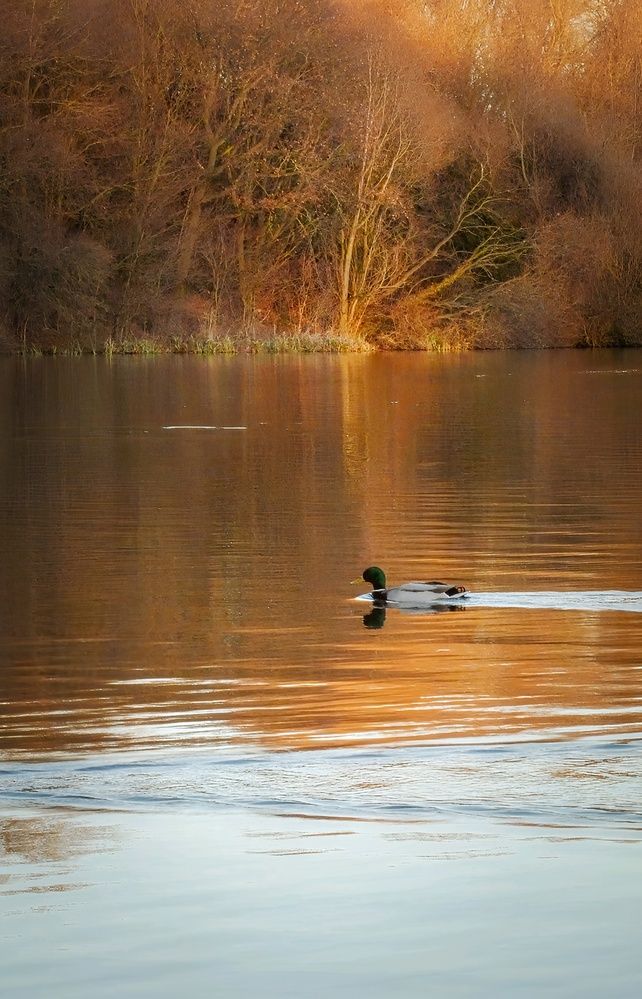 Фотография автора Michael Gault