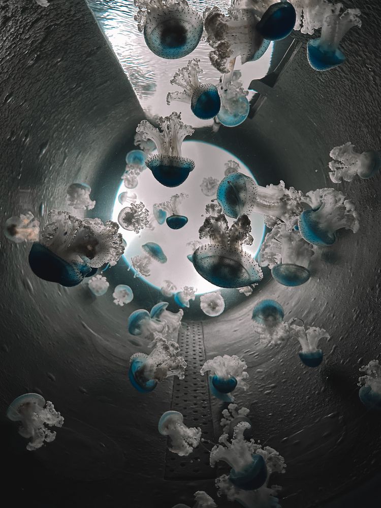 Фотография автора Tatyana Komissarova