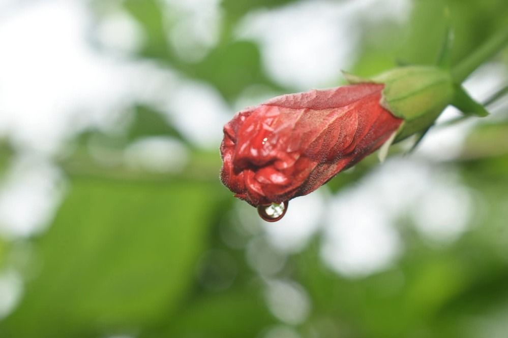 Photograph by अमोल स. लाड