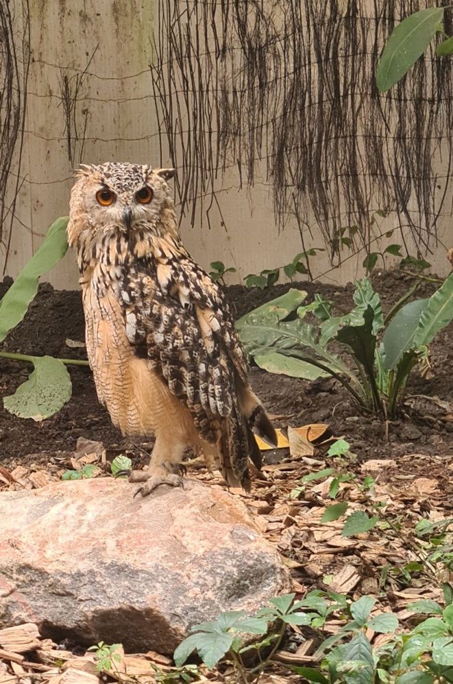 The owl looking at me