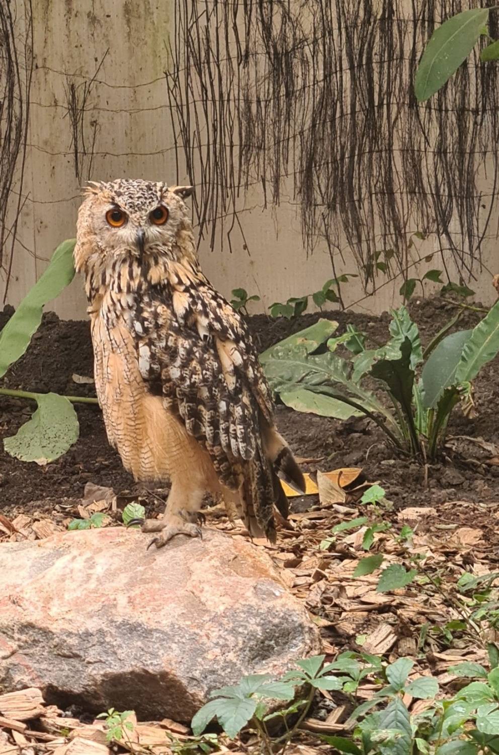 The owl looking at me