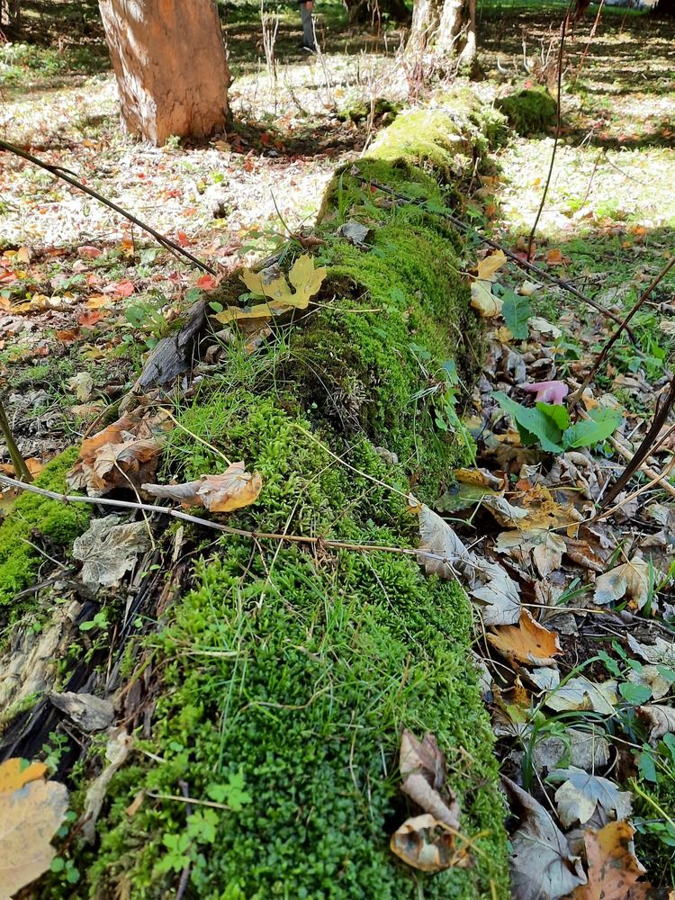 Photograph by Елена