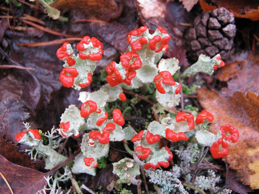 Фотография автора геннадий лалаев