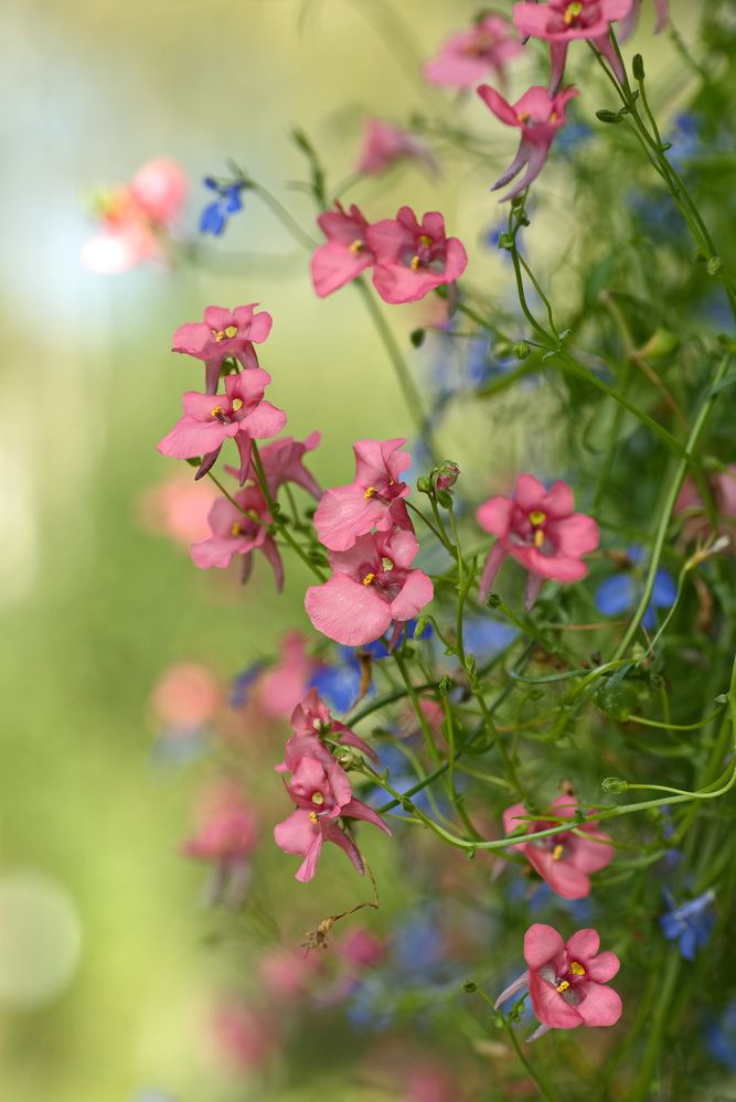 Фотография автора Юрий Кашлевский