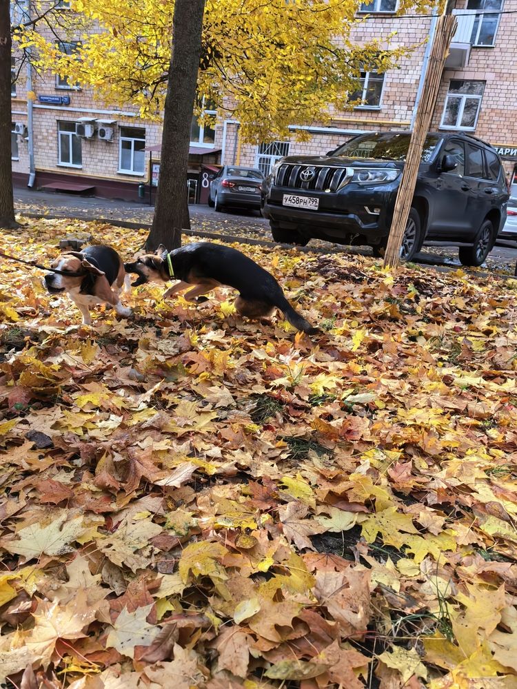 Photo #12706160