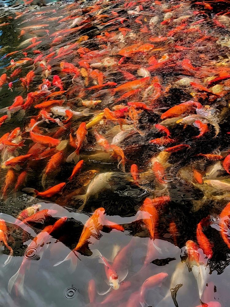 Фотография автора НАТАЛЬЯ СЕВЕР