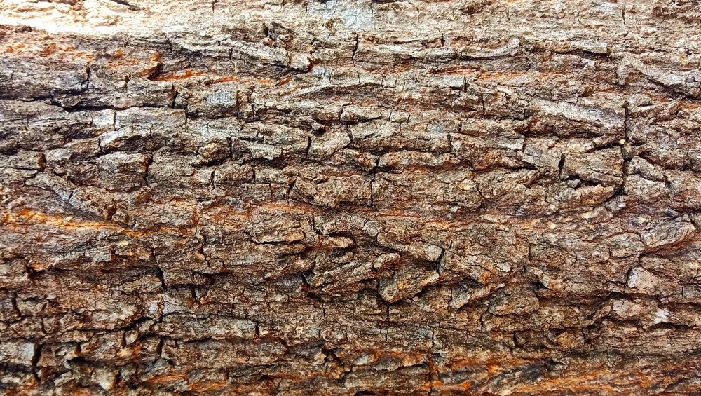 Фотография автора Captured Chronicles