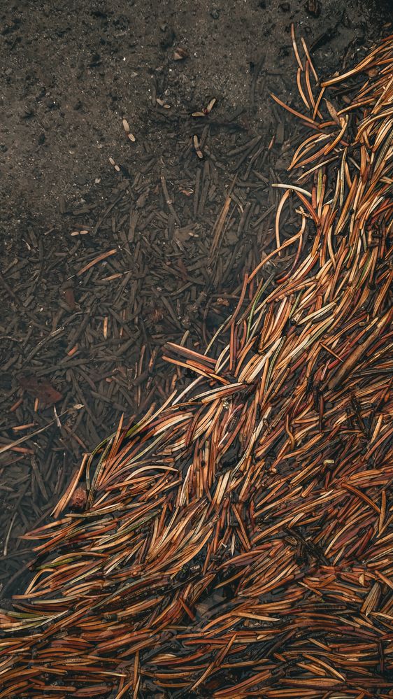 Фотография автора Наталья Алексеева