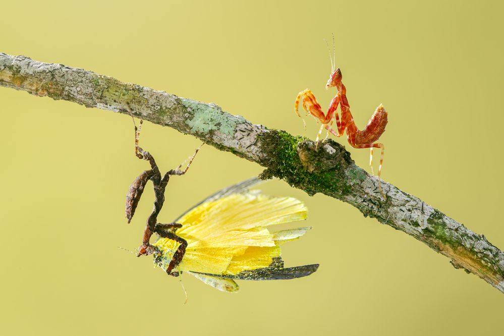 Trốn tìm
