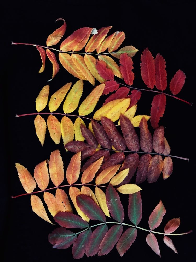 Photograph by Светлана Дмитриева