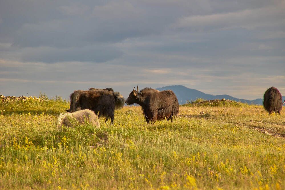 Яки на Байкале