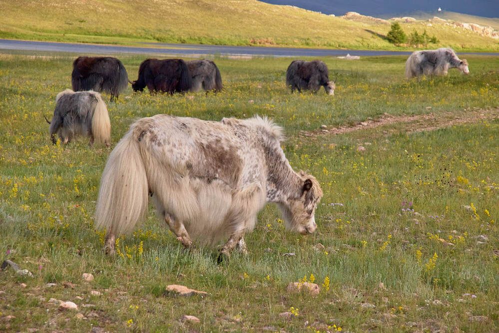 Яки на Байкале