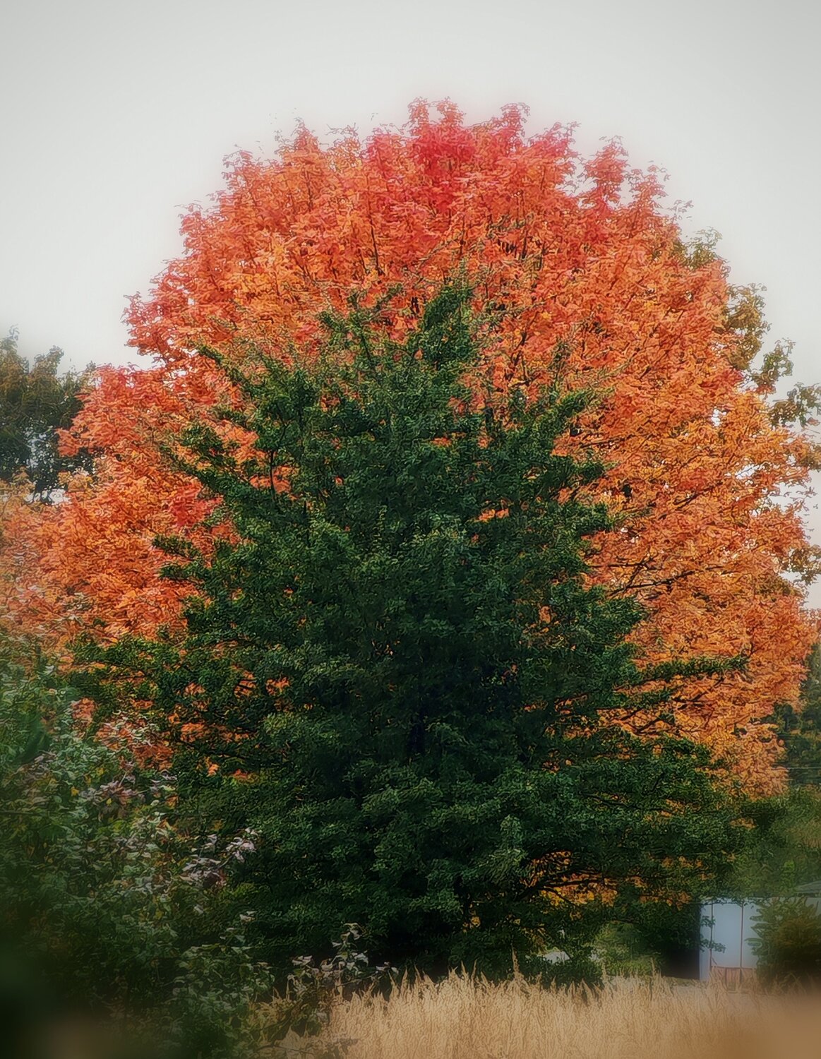 Photo #12706743