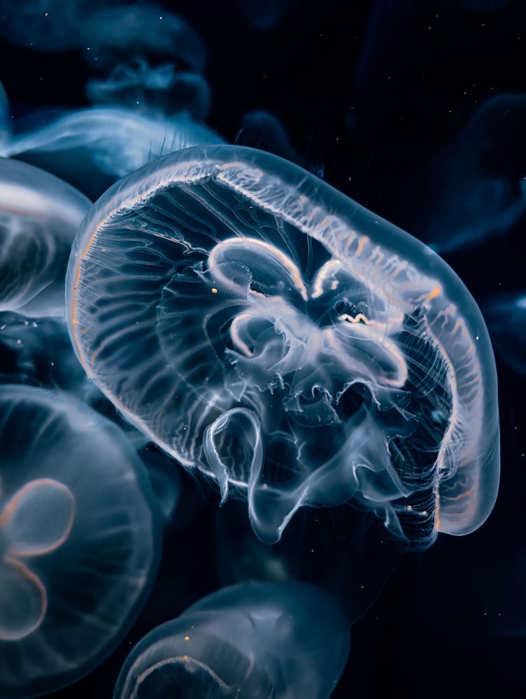 Photograph by Uesan Aliace