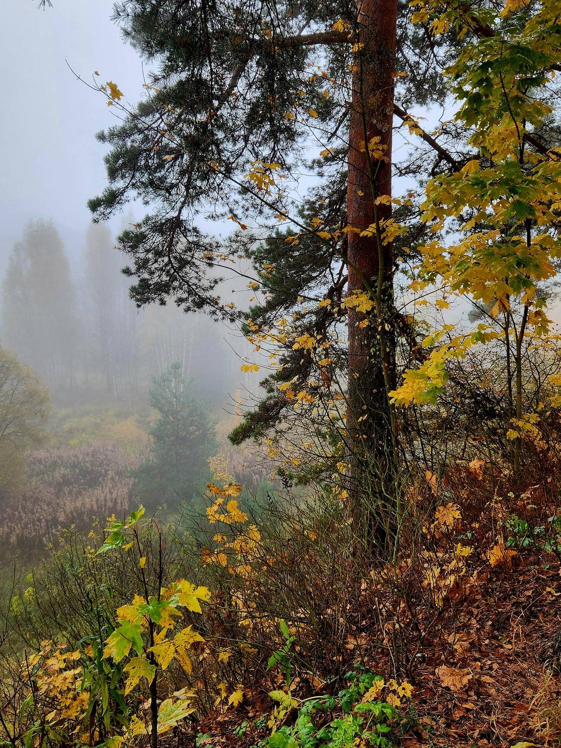 Photo #12706931