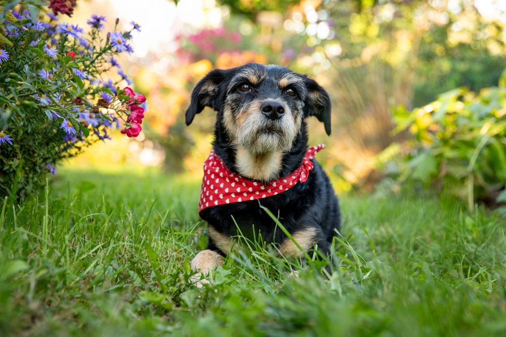 Photograph by Eva Balogh-Burian