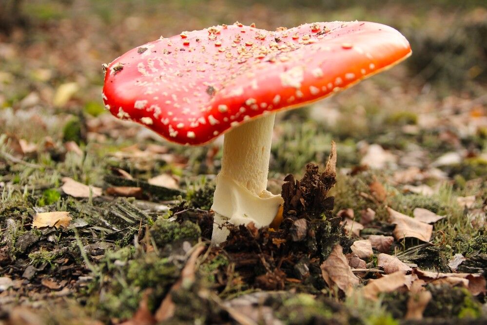 Photograph by Maciej Morgiel