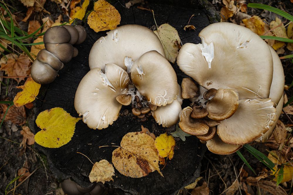 Photograph by Алла Никушкина