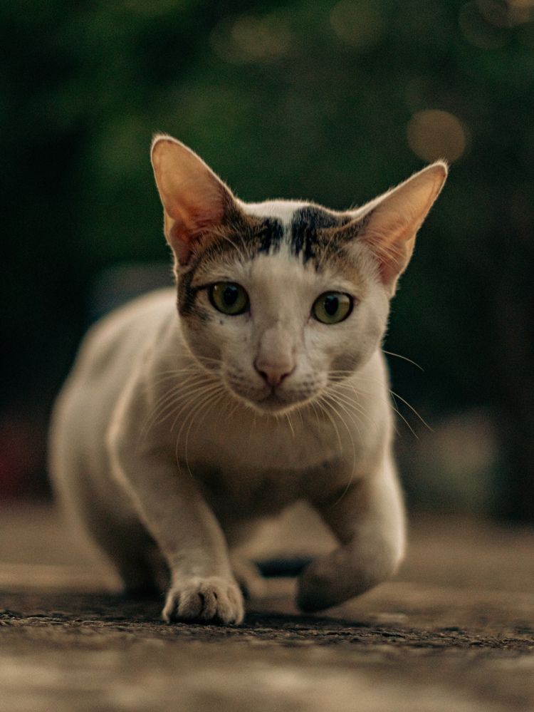 Photograph by Shubham Mahapatro
