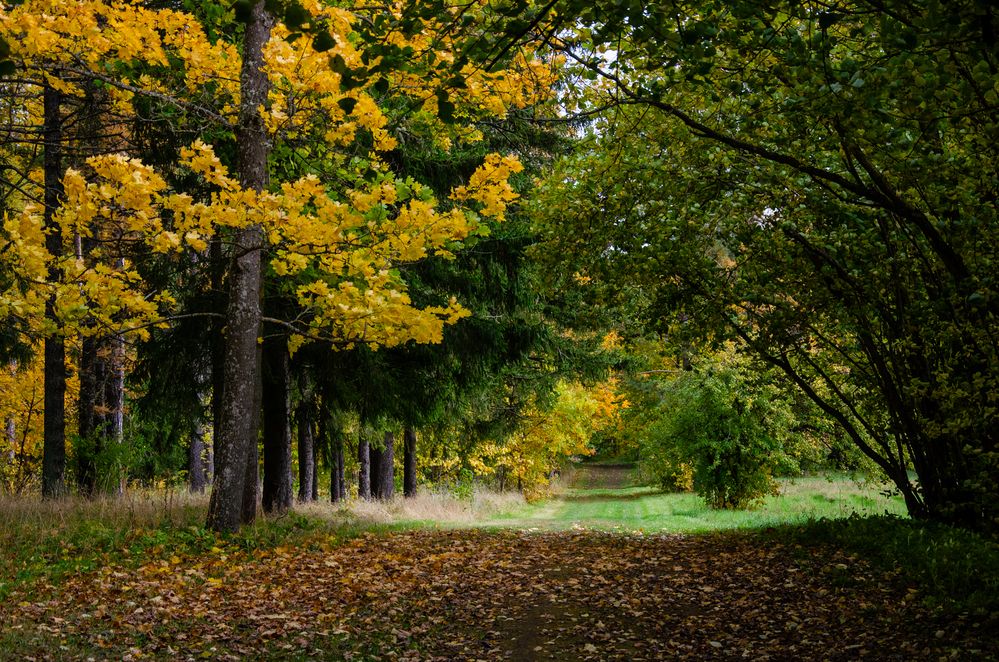 Шагаем в осень