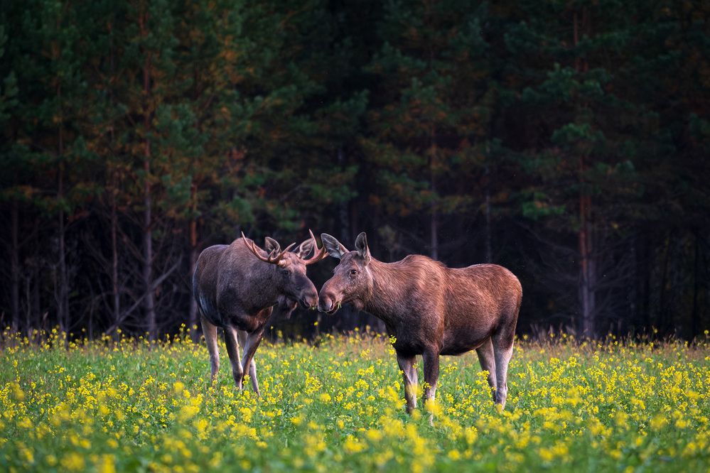 Photograph by Бодрягин Виталий