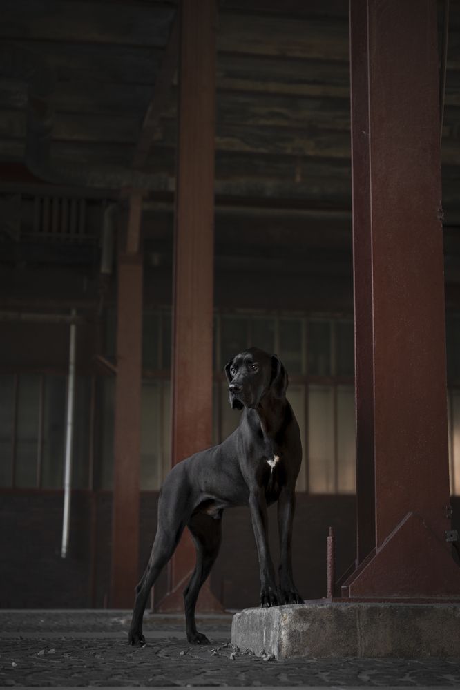 Steel