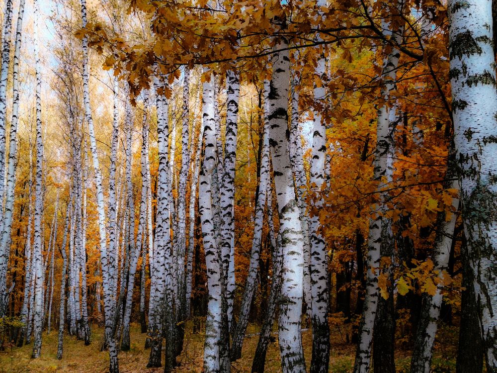 Photograph by Кондрашова Светлана