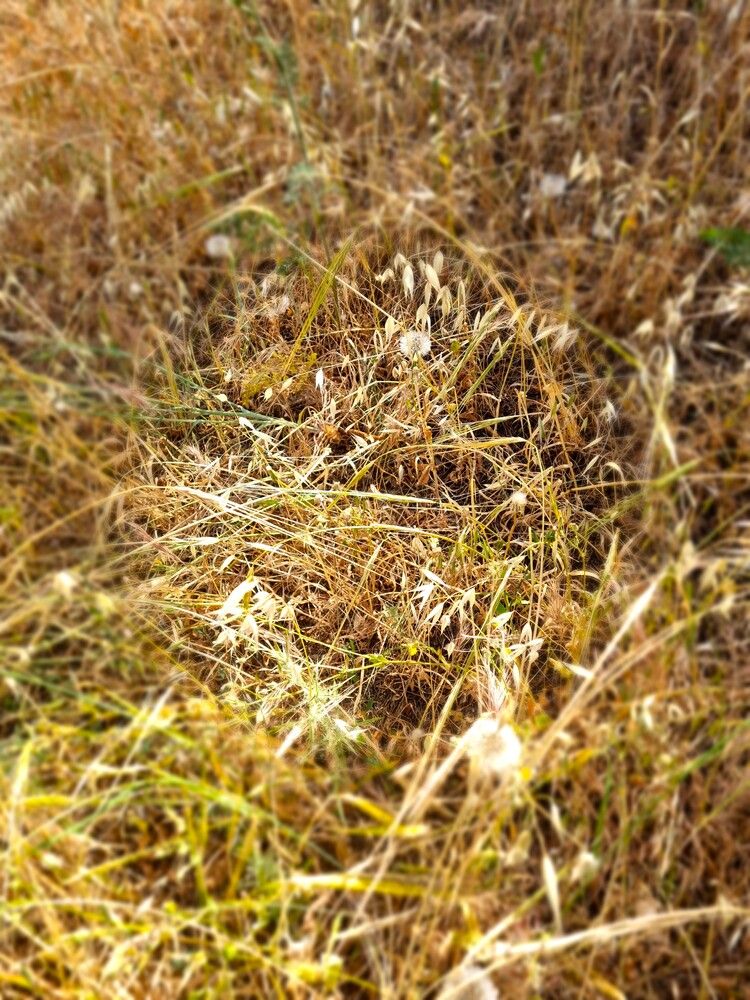 Фотография автора Ася Бабушкина