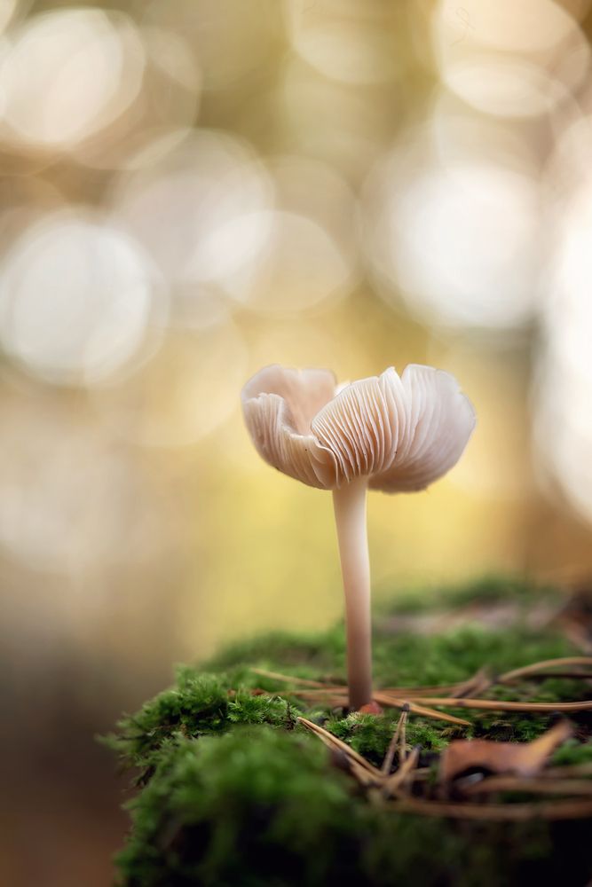 Photograph by Людмила Завьялова