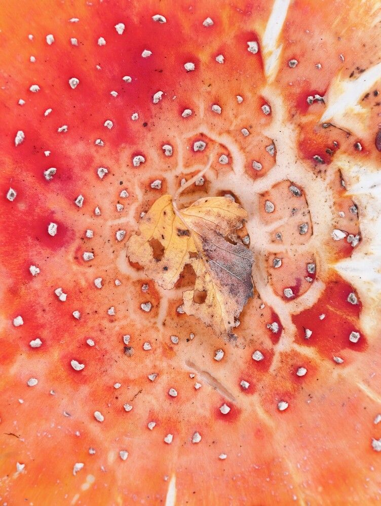 Photograph by Галина Бессуднова