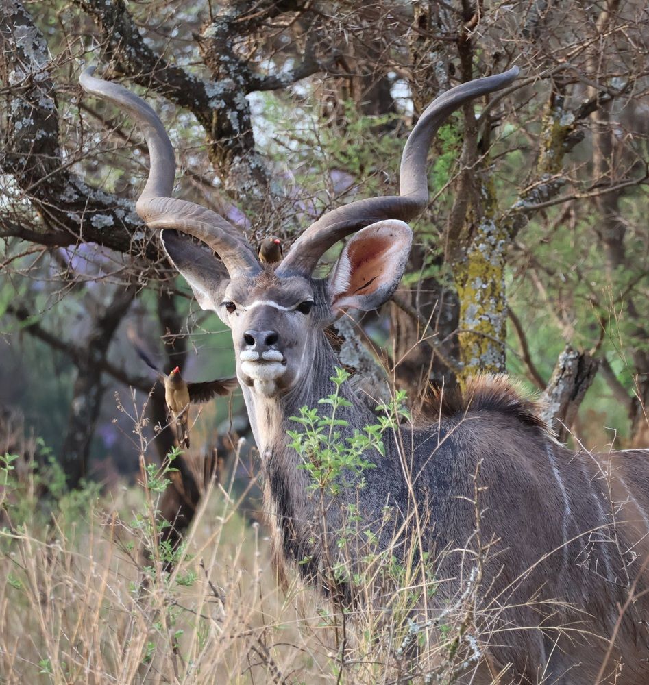 Kudu