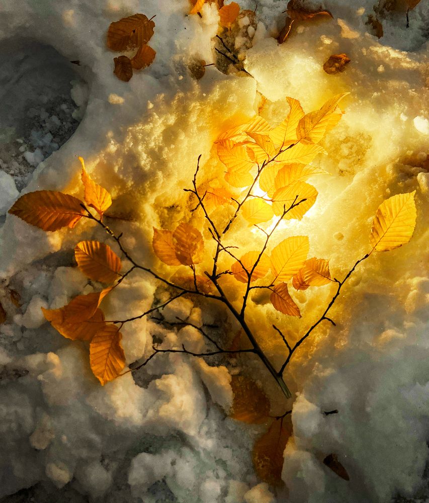 Photograph by Елена Гоосен