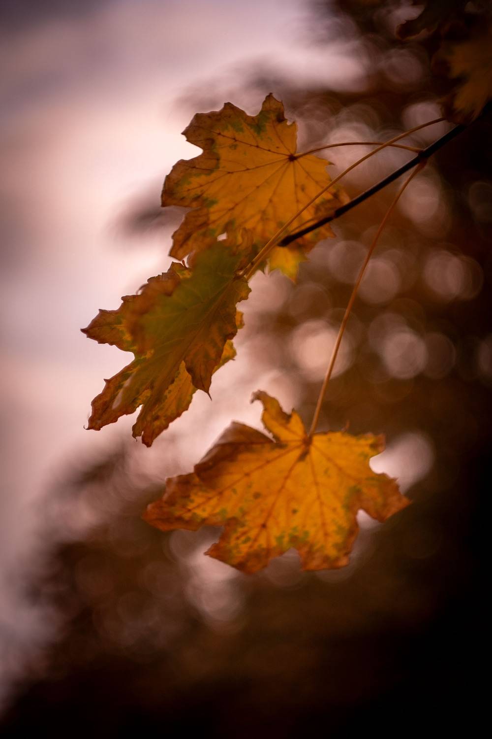 Photo #12708604