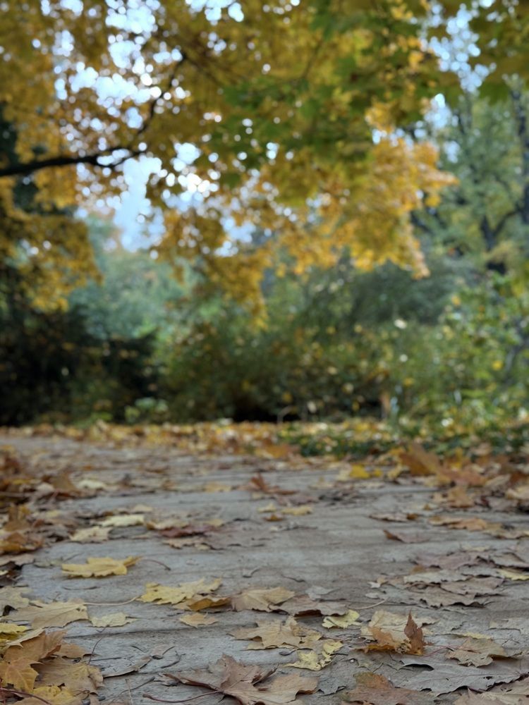 Фотография автора Виктория Ляпина