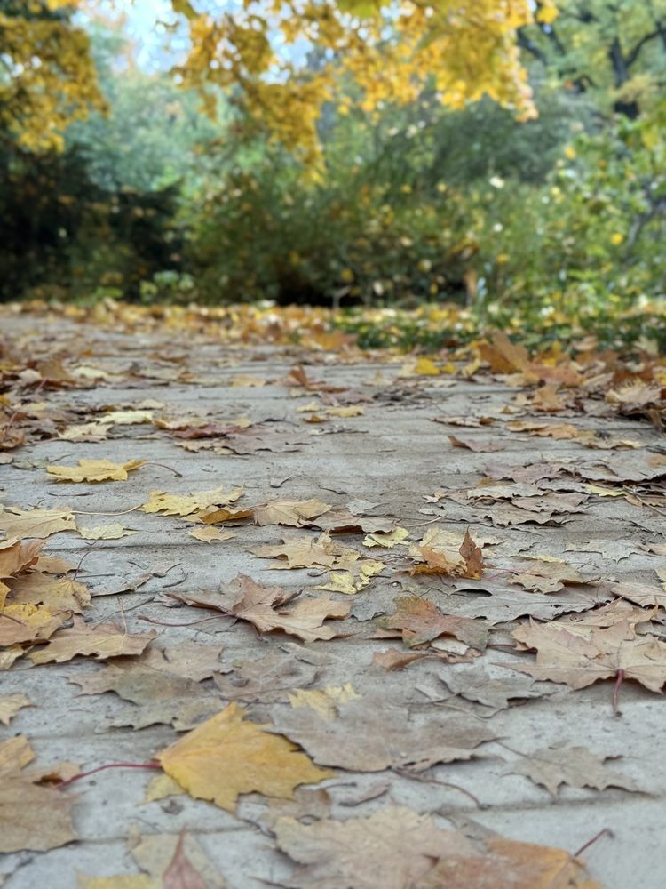 Фотография автора Виктория Ляпина