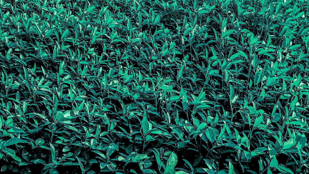 Photograph by Ghufran Alim