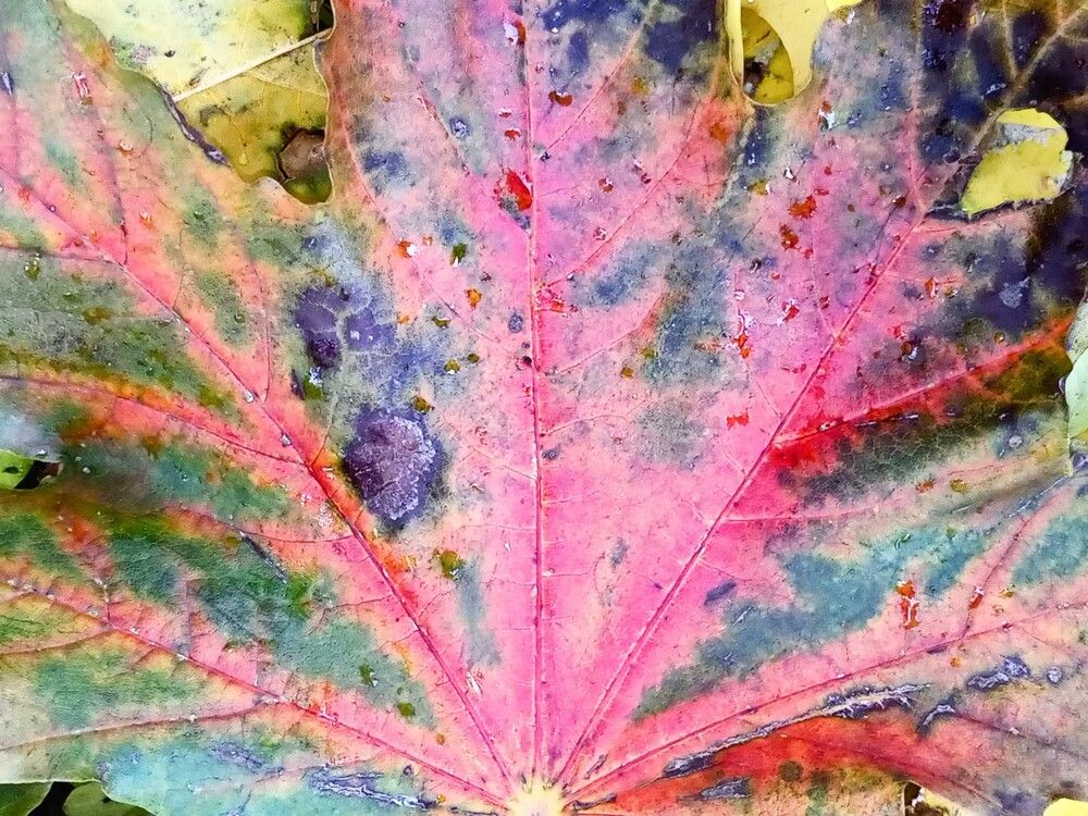 Photograph by Тимофей Петров