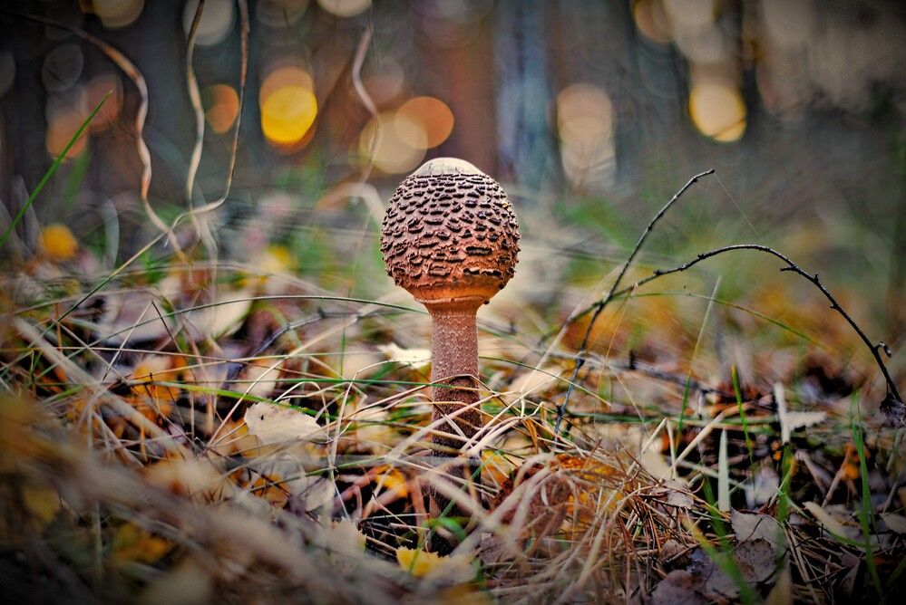 Photograph by Алексей Сиваков