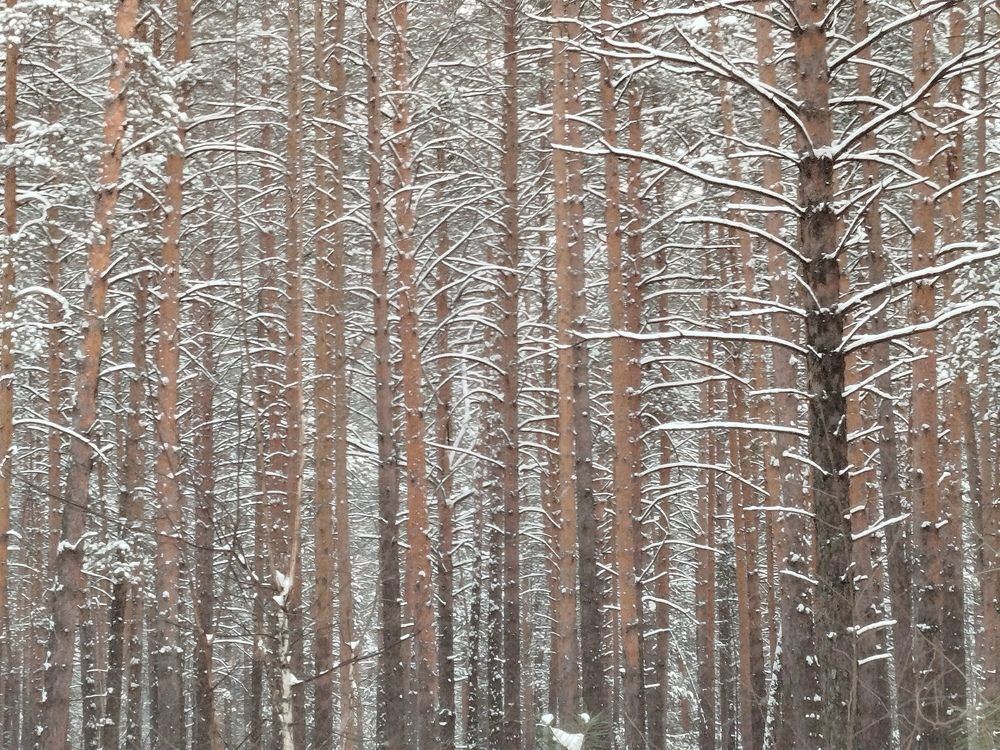 Photograph by Елена Алешкевич