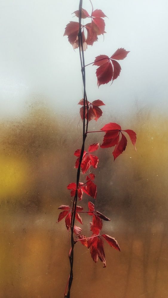 Фотография автора Елена Кириллова