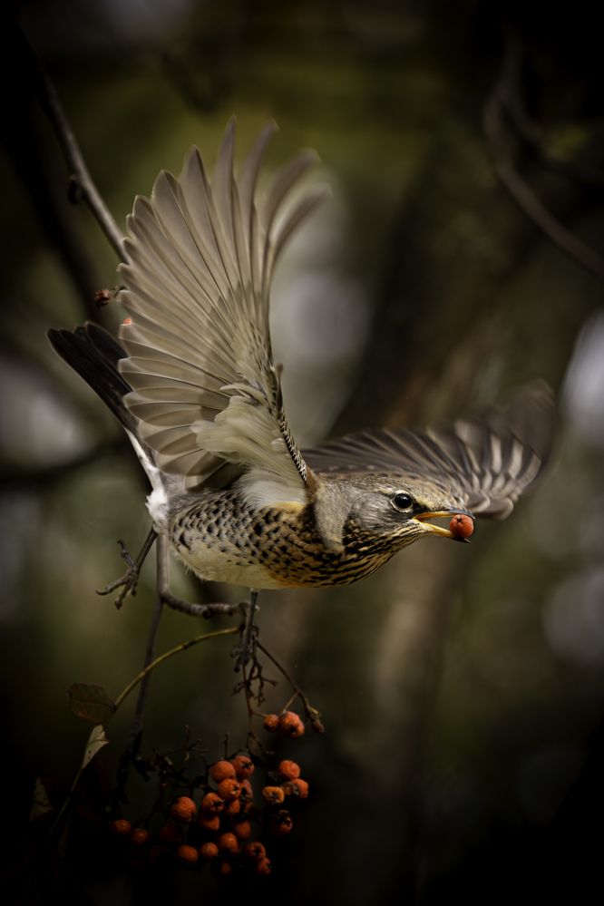 Photograph by Vitte Sergey