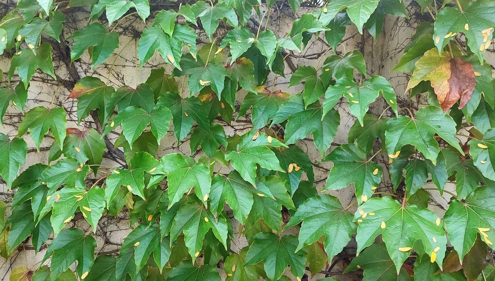 Photograph by Сергей Христинич