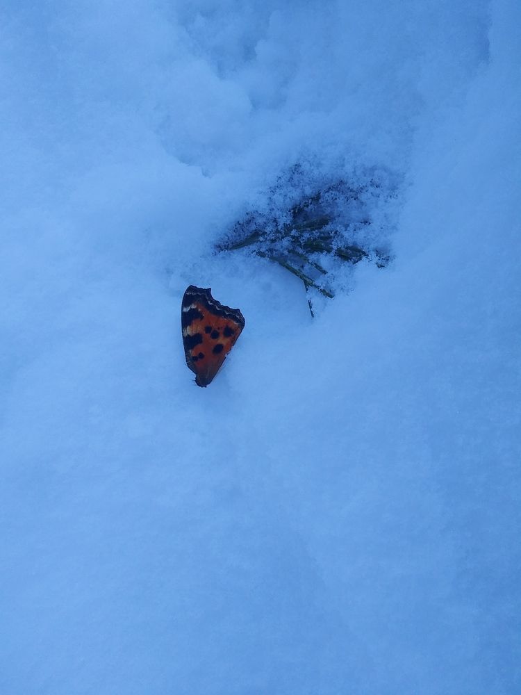 Photograph by Инна Голубева