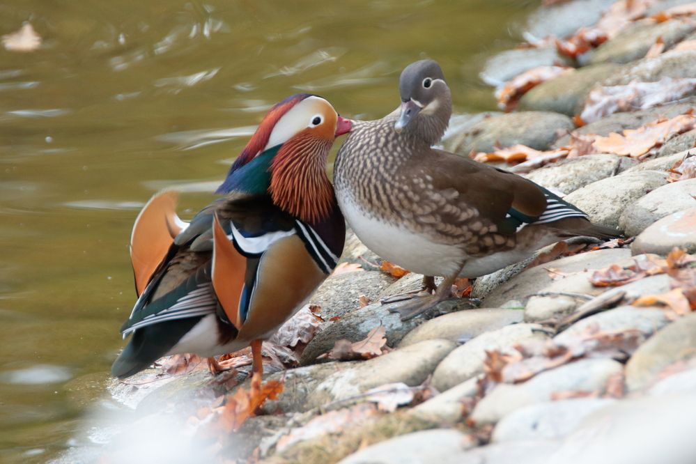 Мандаринки – краснокнижные утки