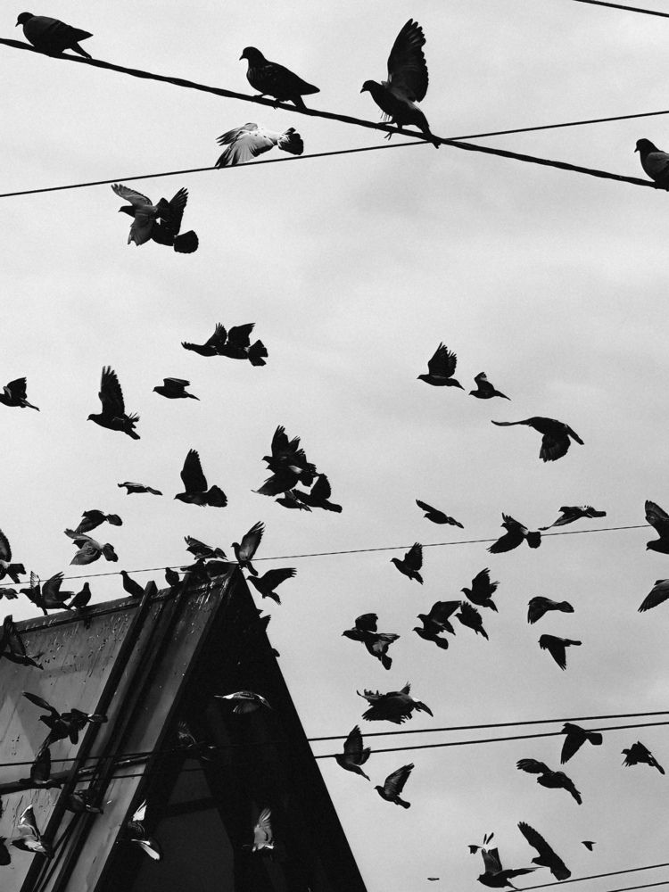 Фотография автора Анна Ворончихина