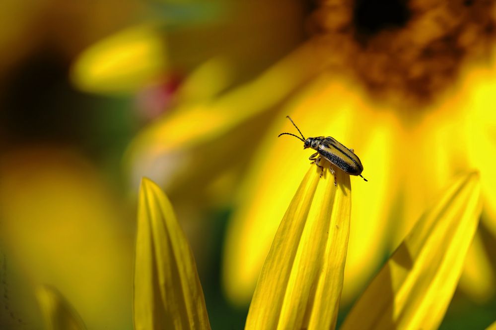 Жук в подсолнухах.