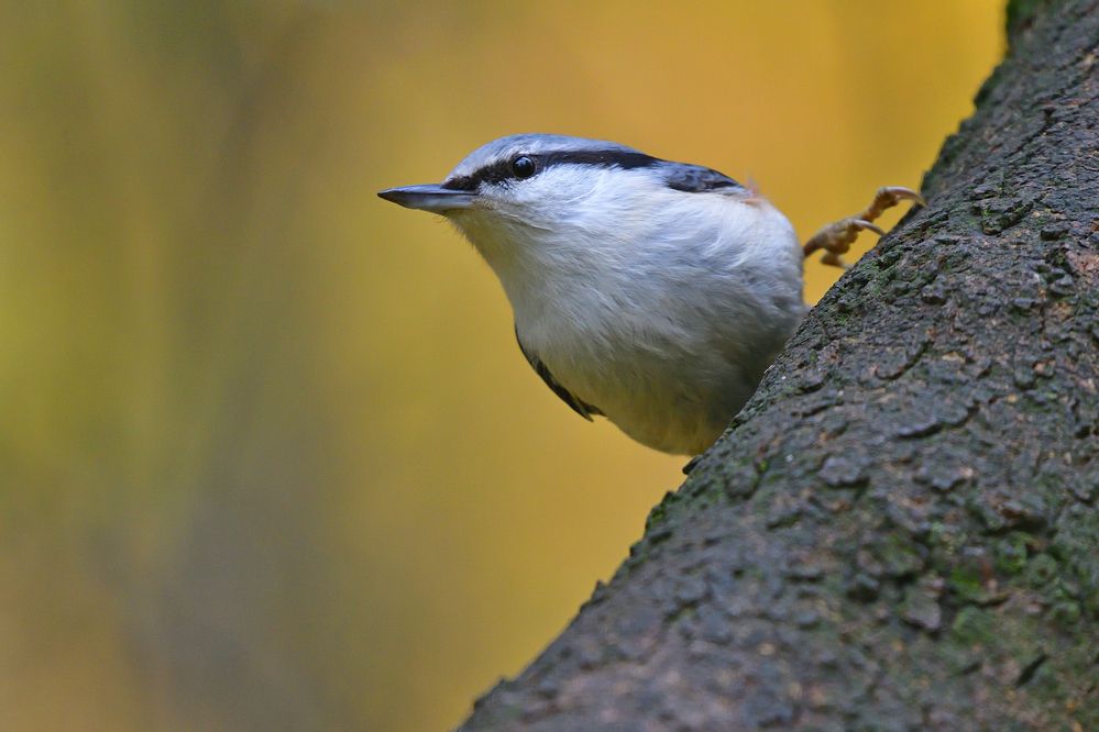 Photograph by Корнейчук Игорь